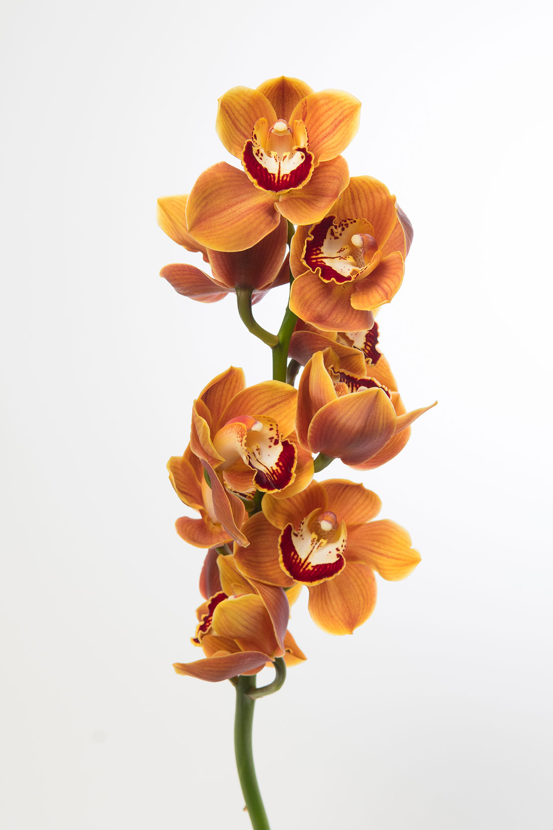 Cymbidium Orchid Orange Jacksonville Flower Market