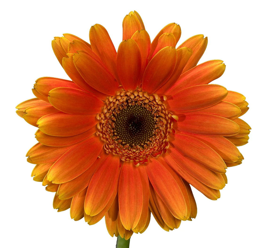 Gerber Daisy, Orange - Jacksonville Flower Market