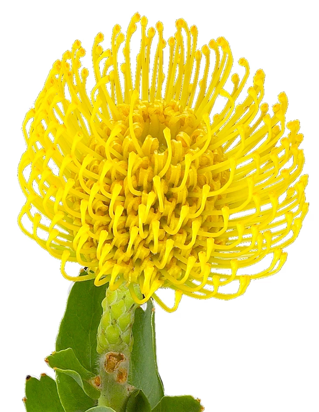 Pincushion Yellow Jacksonville Flower Market