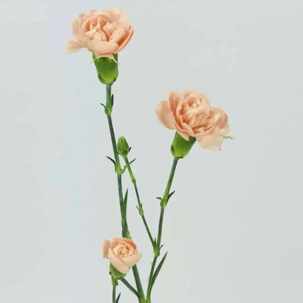 Peach carnations on a stem.