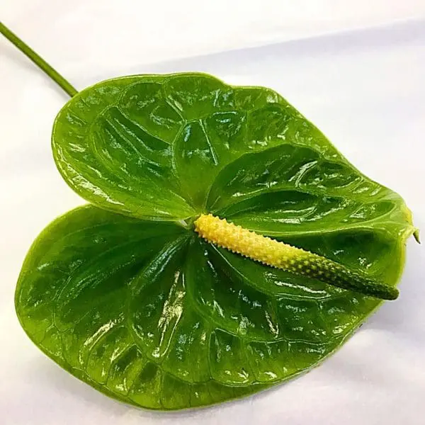 A green leaf with a yellow stem on it.