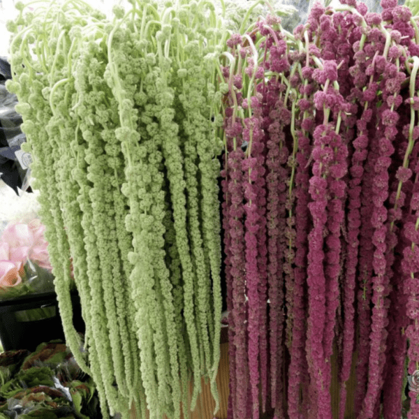 A close up of some green and purple plants