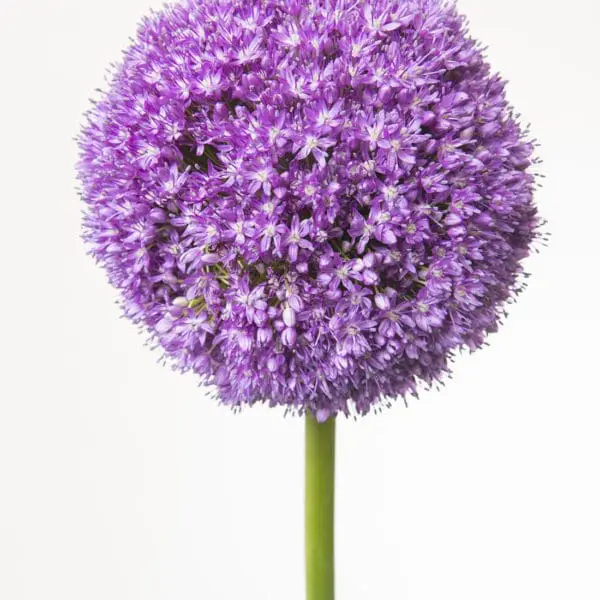 A purple flower with long stems and a green stem.