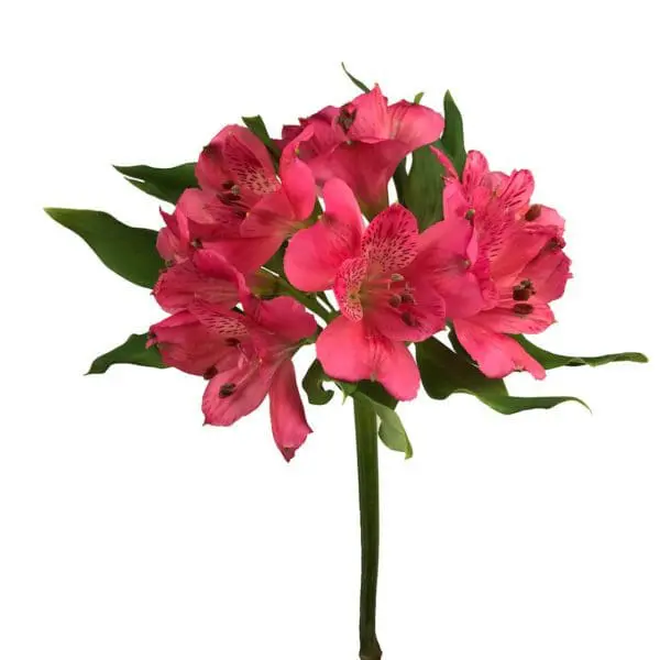 A bouquet of pink flowers on a white background