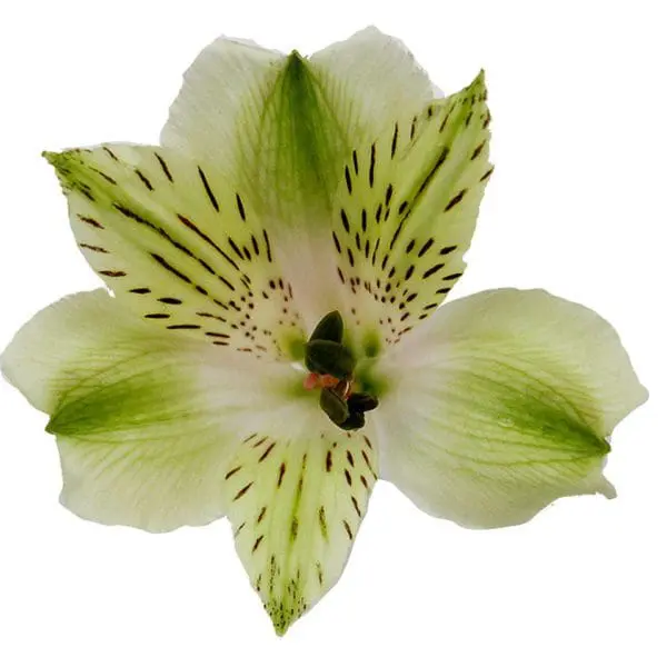 A white flower with green stripes on it.