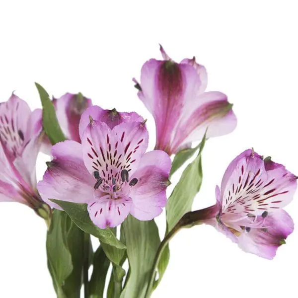 A close up of some purple flowers with green leaves