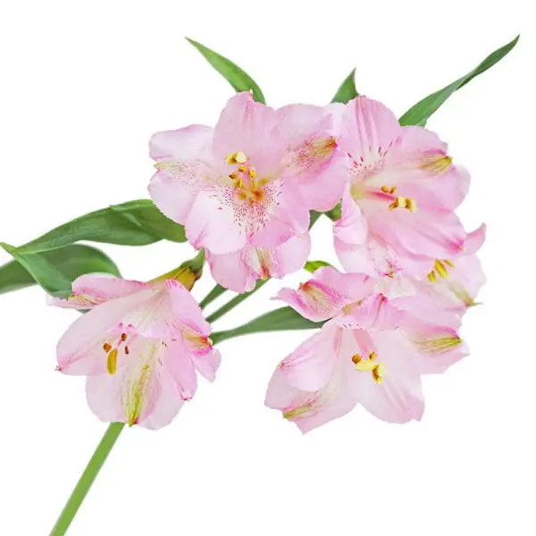 A close up of some pink flowers on a white background