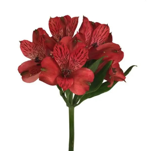 A red flower is shown on a white background.