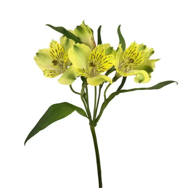 A yellow flower with green leaves on it.