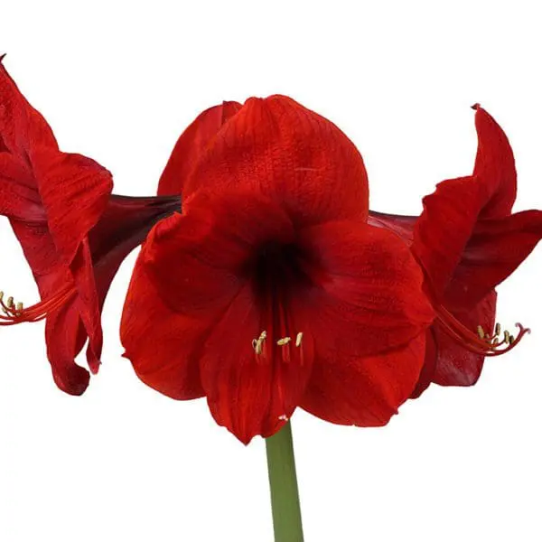 A close up of the flower of an amaryllis plant.