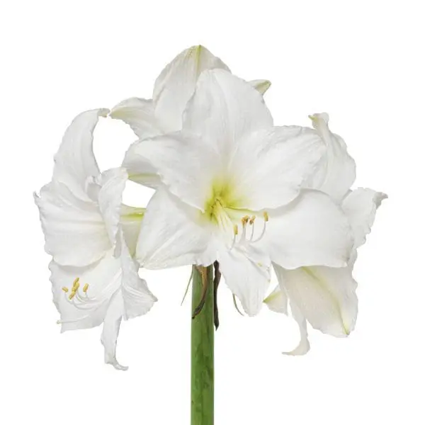 A close up of some white flowers on a stalk