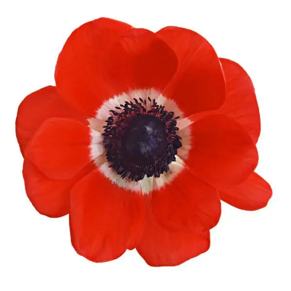 A red flower with white center and black middle.