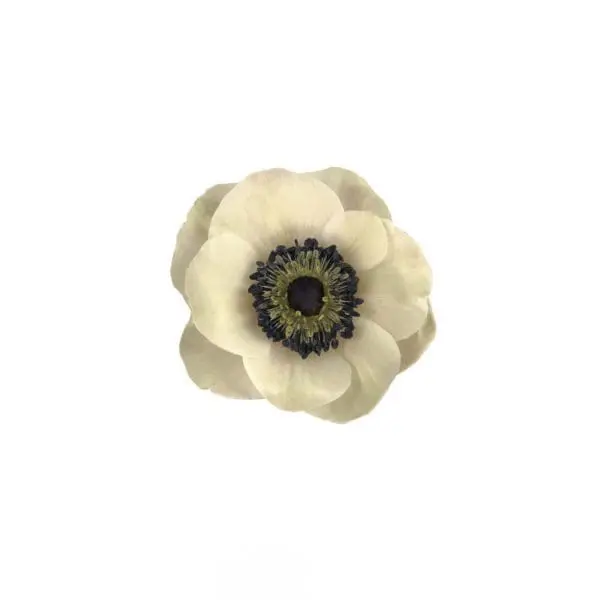 A white flower with black center and yellow middle.