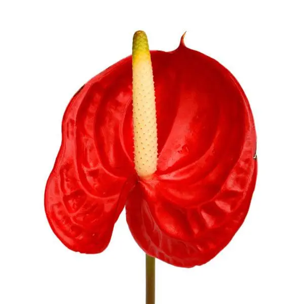 A red flower with yellow center and stem.