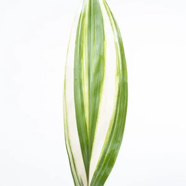 A green plant with white stripes on it