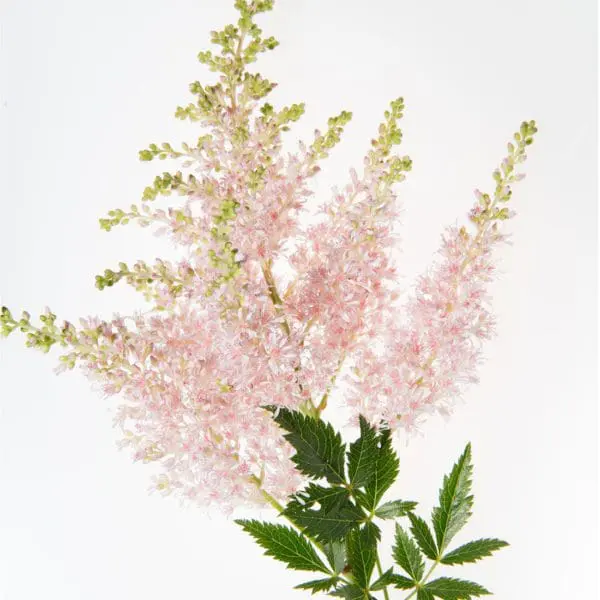 A pink flower with green leaves on it.