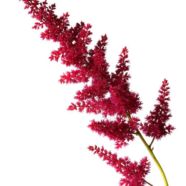 A red flower is in the foreground and white background.