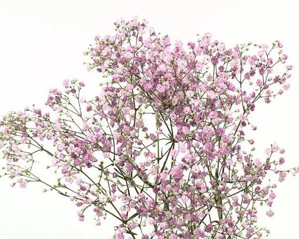 A close up of some pink flowers on a tree