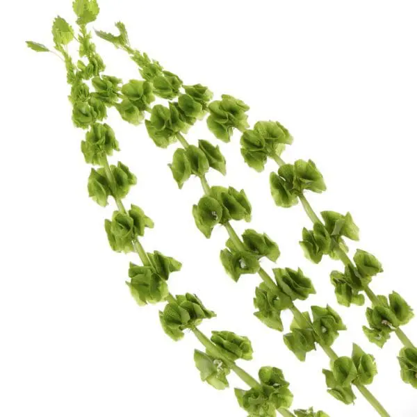 A close up of green leaves on a white background