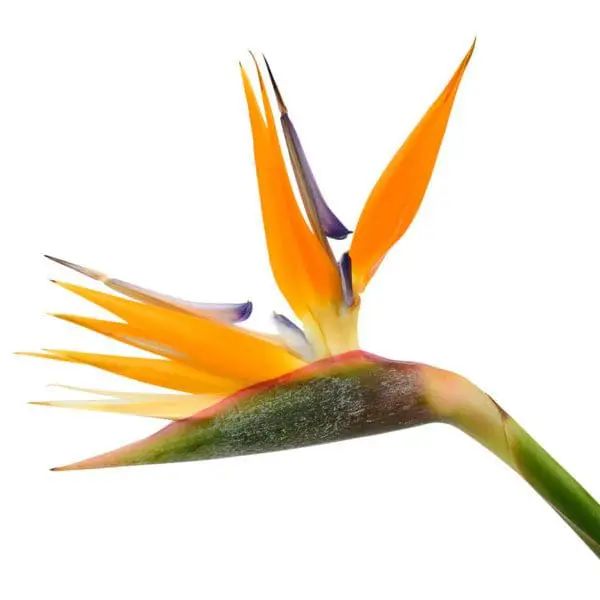 A bird of paradise flower with orange petals.