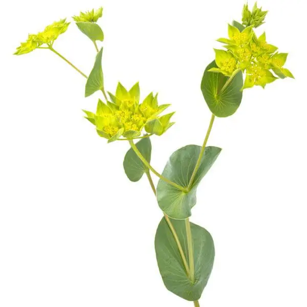 A plant with green leaves and yellow flowers.