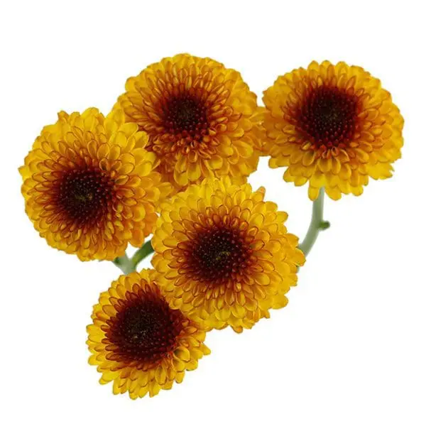 A group of yellow flowers with brown centers.