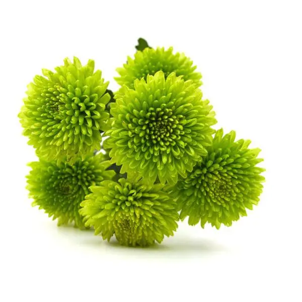 A group of green flowers on a white background