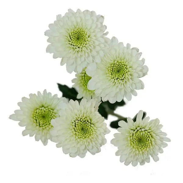 A group of white flowers with green centers.