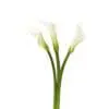 Three white flowers with green stems on a white background