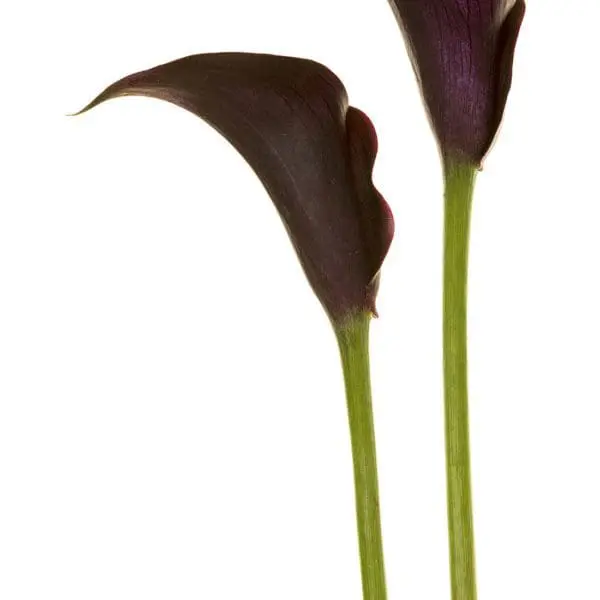 Two purple flowers with green stems on a white background