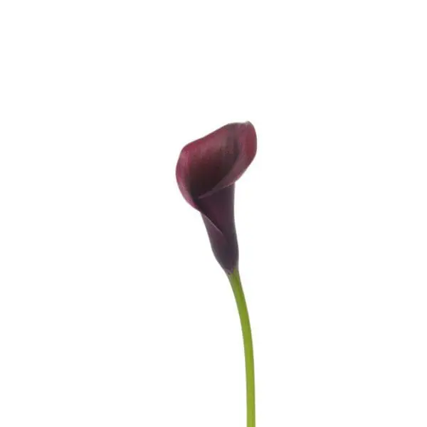 Single dark purple calla lily on white.