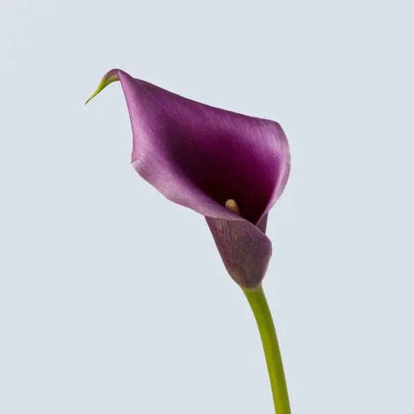 A purple flower with green stem and leaves.