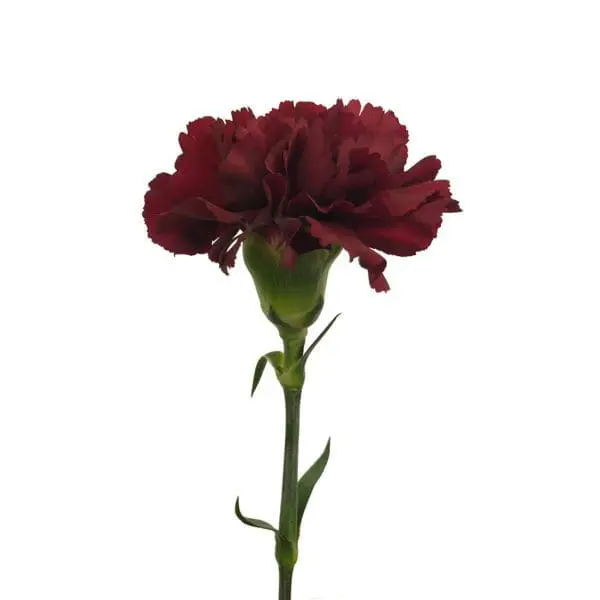 A red carnation is shown on the stem.