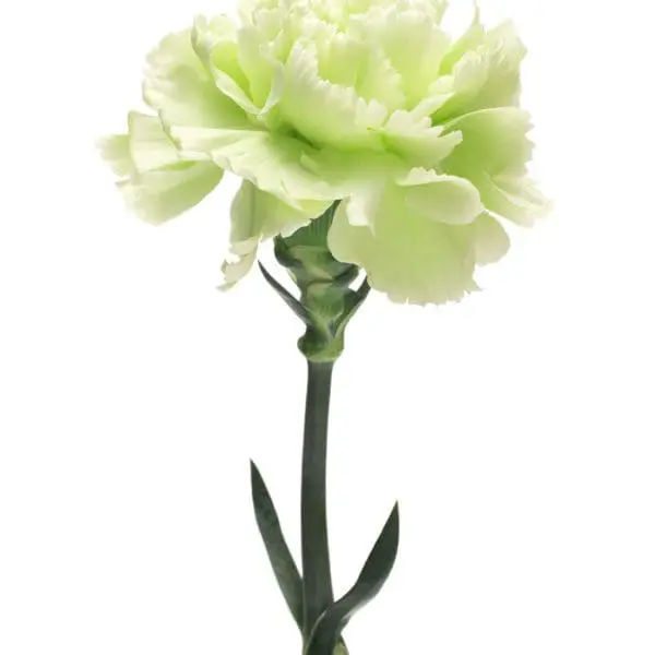 A green carnation is shown in this picture.