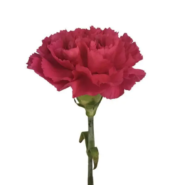 A red carnation is shown on the stem.