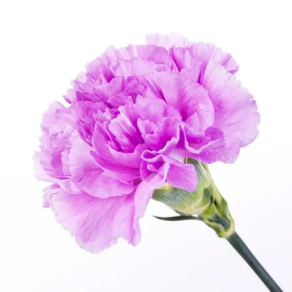 A purple flower is shown on a white background.