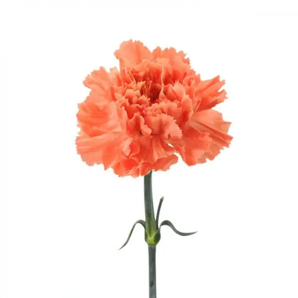 A single flower of an orange carnation.