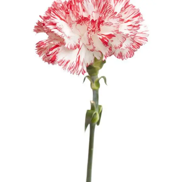 A red and white carnation is shown on a stem.