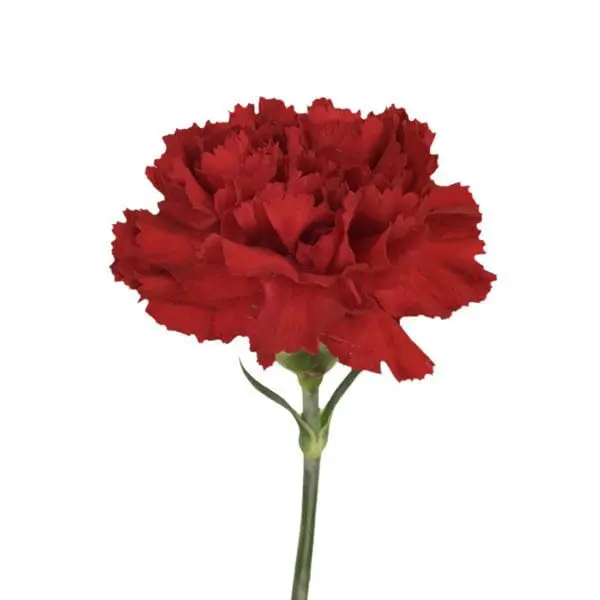 A red carnation is shown on the stem.