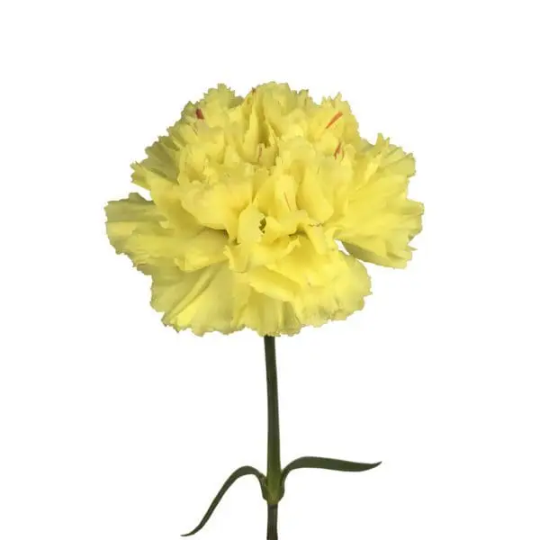 A yellow carnation is shown on a white background.