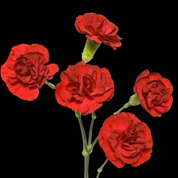 A group of red flowers on a black background