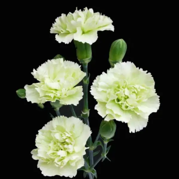 A group of white flowers with green stems.