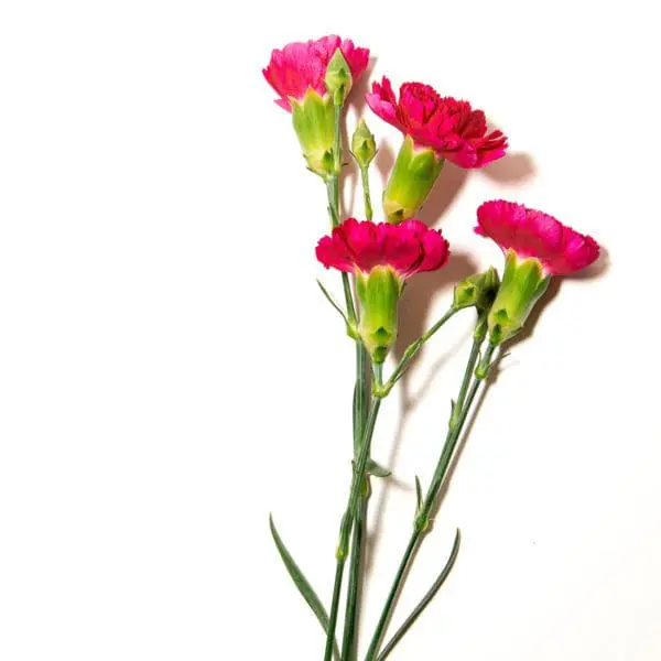 A bunch of pink flowers are on the table