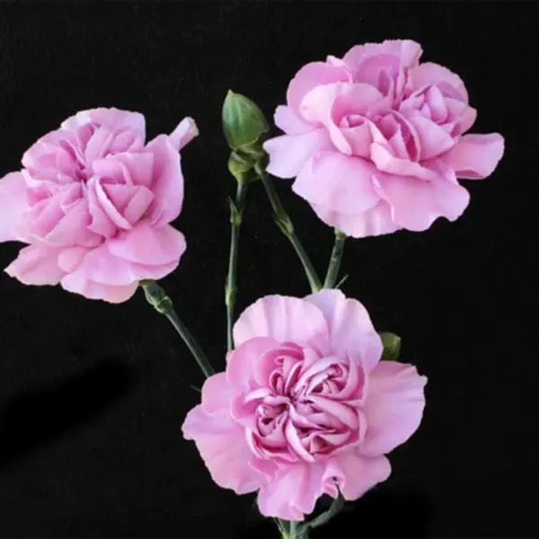 Three pink flowers are shown on a black background.