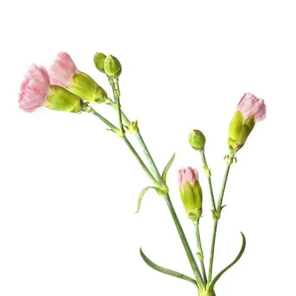 A close up of some flowers with green stems