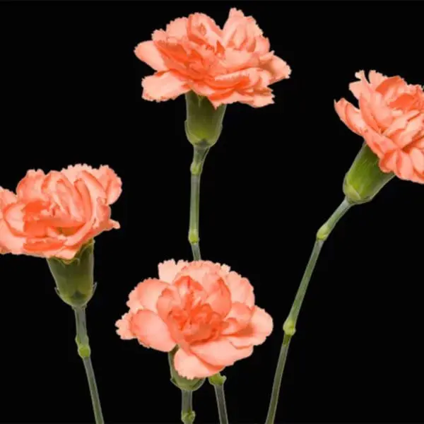 Four flowers are shown in a row on the ground.