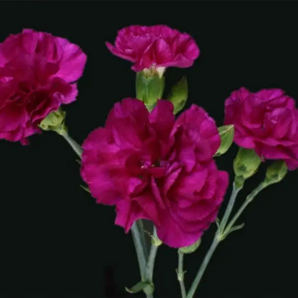 A group of purple flowers on a black background.