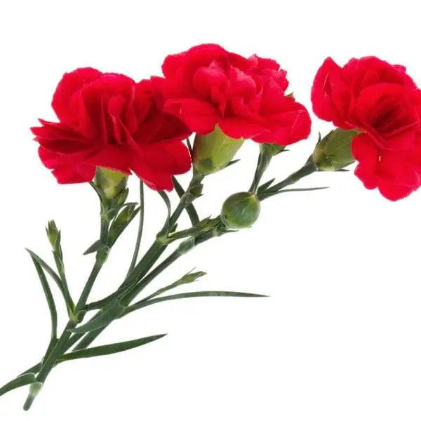 Three red carnations are shown on a white background.