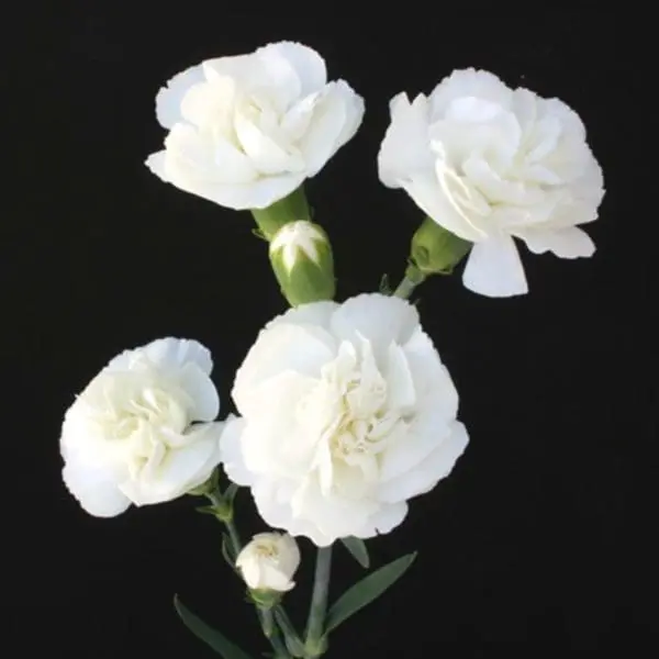 A group of white flowers on a black background.