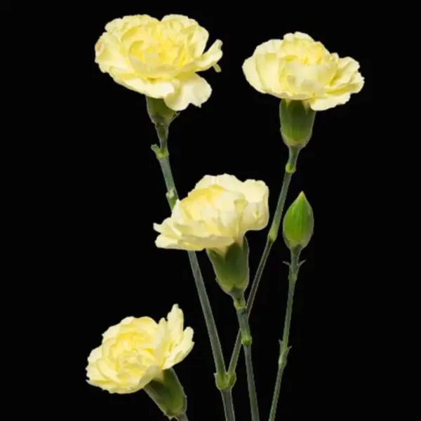 A group of yellow flowers with buds on stems.